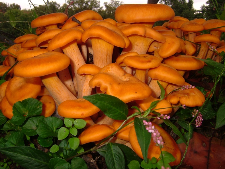 Eastern American Jack-O’-Lantern (Omphalotus illudens) 6